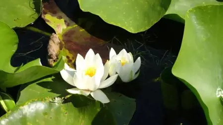 تركيا تفرض غرامة مالية باهظة لمن يقطف هذه الزهرة تركيا تفرض غرامة مالية باهظة لمن يقطف هذه الزهرة