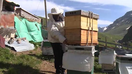  بدء الاستعدادات لحصاد عسل "الأنزر" التركي