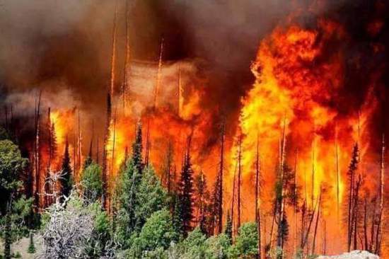 مصرع 4 أشخاص وإتلاف مئات الهكتارات جراء حرائق غابات الجزائر