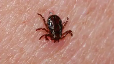 عاجل:ولاية تركية تصدر تحذيرًا بشأن القراد عاجل:ولاية تركية تصدر تحذيرًا بشأن القراد