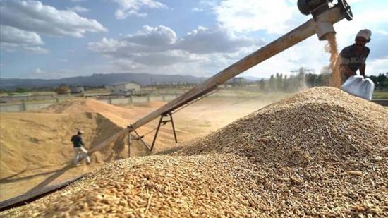 بيان TMO: استيراد الشعير والذرة ليس قراراً جديداً