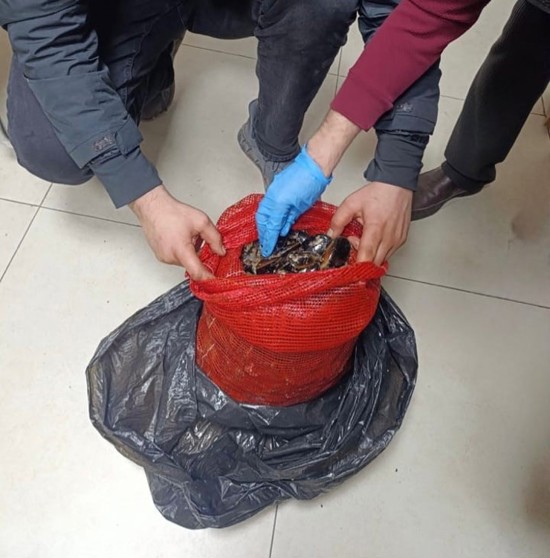 ضبط 10 أطنان من بلح البحر المهرب في بورصة وباليكسير