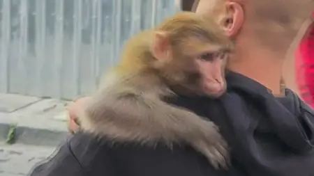 ظهور قرد في منطقة الفاتح باسطنبول يثير ضجة كبيرة ظهور قرد في منطقة الفاتح باسطنبول يثير ضجة كبيرة