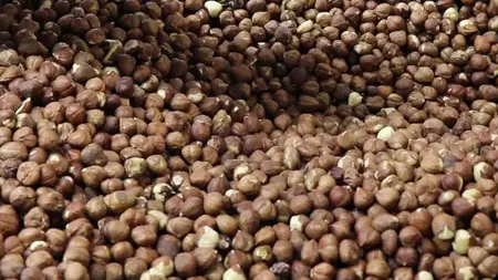 صادرات البندق التركي تحقق ارتفاعاً قياسياً في 5 أشهر صادرات البندق التركي تحقق ارتفاعاً قياسياً في 5 أشهر