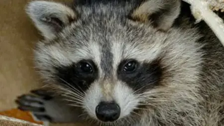 العالم لا يزال يبحث عن أصل كورونا ..هل سيجده؟ العالم لا يزال يبحث عن أصل كورونا ..هل سيجده؟