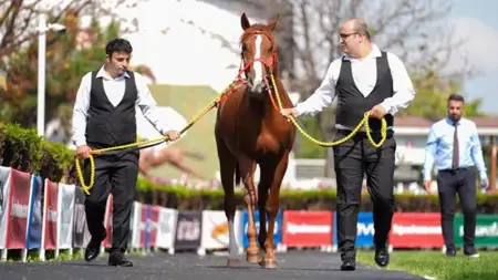 بيع خيل عربي أصيل في مزاد تركي بقيمة 7.9 مليون ليرة تركية بيع خيل عربي أصيل في مزاد تركي بقيمة 7.9 مليون ليرة تركية