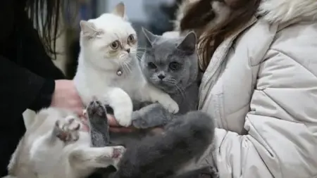 29 ألف حيوان أليف مسجل في ولاية سامسون التركية 29 ألف حيوان أليف مسجل في ولاية سامسون التركية