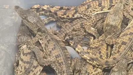 السلطات التركية تصادر تماسيح وزواحف في مطار صبيحة السلطات التركية تصادر تماسيح وزواحف في مطار صبيحة