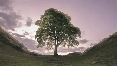 رجل ستيني يقطع الشجرة الأشهر بالعالم.. ويهزّ بريطانيا بأسرها رجل ستيني يقطع الشجرة الأشهر بالعالم.. ويهزّ بريطانيا بأسرها