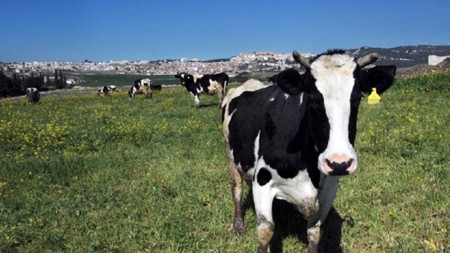 تونس تشهد تراجعاً في عدد الأبقار