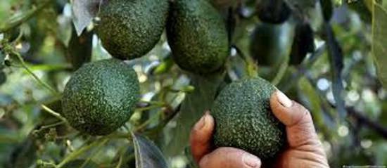 زراعة الأفوكادو تتحول لكارثة بيئية وتجفف الأنهار