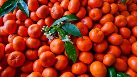 تركيا تكسر رقمًا قياسيًا بصادرات المندلينا بـ615 مليون$