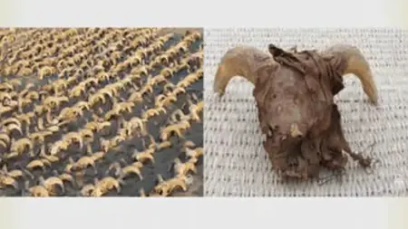 مصر تعلن عن اكتشاف أكثر من ألفي رأس كبش محنطة مصر تعلن عن اكتشاف أكثر من ألفي رأس كبش محنطة