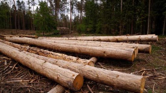 ارتفاع أسهم شركات الأخشاب في فرنسا بنسبة 700 بالمائة