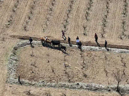 جاندارما تركية تعثر على أبقار هربت من حظيرتها باستخدام درون