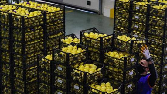 ارتفاع صادرات الليمون في تركيا خلال العام الحالي