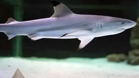 مصرع سائح إثر هجوم لسمكة قرش في مصر مصرع سائح إثر هجوم لسمكة قرش في مصر