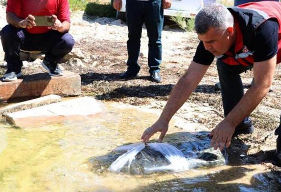 إطلاق 40 ألف سمكة صغيرة في سدود وبرك غازي عنتاب لدعم الثروة المائية