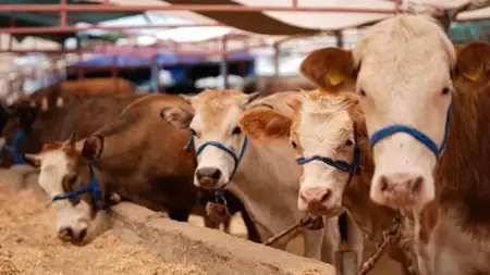 وزارة الزراعة التركية تتخذ إجراءات صارمة بشأن أماكن بيع وذبح الأضاحي