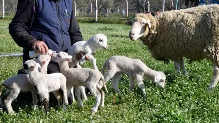 حادثة طريفة في ولاية مانيسا التركية بطلتها "نعجة" حادثة طريفة في ولاية مانيسا التركية بطلتها "نعجة"