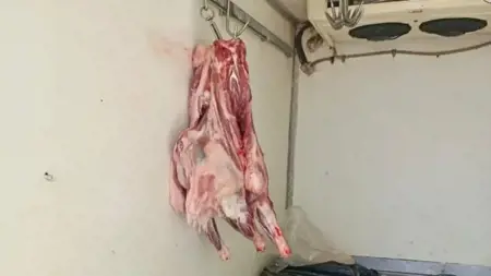 ضبط كميات كبيرة من اللحوم المنقولة في ظروف غير صحية في هاتاي ضبط كميات كبيرة من اللحوم المنقولة في ظروف غير صحية في هاتاي