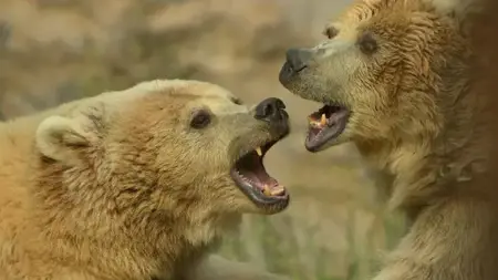 مطالبات بإعدام دب في إيطاليا لهذا السبب مطالبات بإعدام دب في إيطاليا لهذا السبب