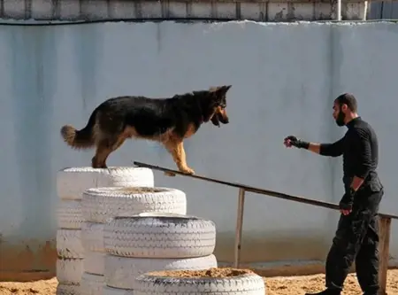 غزة تشهد ظاهرة عجيبة.. كلاب بوليسية ضخمة تظهر فجأة وتهاجم كلاب مدربة تابعة للإحتلال غزة تشهد ظاهرة عجيبة.. كلاب بوليسية ضخمة تظهر فجأة وتهاجم كلاب مدربة تابعة للإحتلال