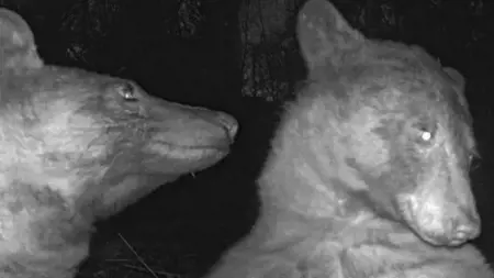 دب أمريكي يلتقط مئات الصور اللطيفة بعد عثوره على كاميرا مخصصه لتصوير الحياة البرية دب أمريكي يلتقط مئات الصور اللطيفة بعد عثوره على كاميرا مخصصه لتصوير الحياة البرية