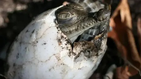 ظاهرة تثير الذهول.. أنثى تمساح تحمل بدون ذكر ظاهرة تثير الذهول.. أنثى تمساح تحمل بدون ذكر