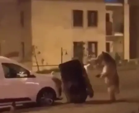 دب يقتحم مدينة تركية بحثًا عن الطعام وسط دهشة الأهالي دب يقتحم مدينة تركية بحثًا عن الطعام وسط دهشة الأهالي
