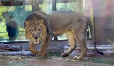 مصرع طفل تعرض "لعضة أسد" في حديقة للحيوانات بقطاع غزة مصرع طفل تعرض "لعضة أسد" في حديقة للحيوانات بقطاع غزة