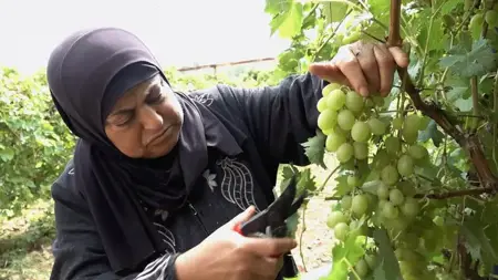 مزارعة فلسطينية تحرس كرمها في بيت أمر