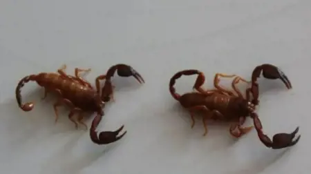 عالم  تركي يكتشف نوعا جديدا من العقارب ويطلق عليها اسم زوجته عالم  تركي يكتشف نوعا جديدا من العقارب ويطلق عليها اسم زوجته