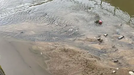 تركيا..نفوق مفاجئ لعدد من الأسماك في مجرى النهر في ريزي