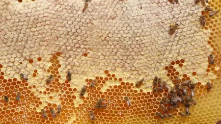 العسل التركي يزين موائد 49 دولة  العسل التركي يزين موائد 49 دولة