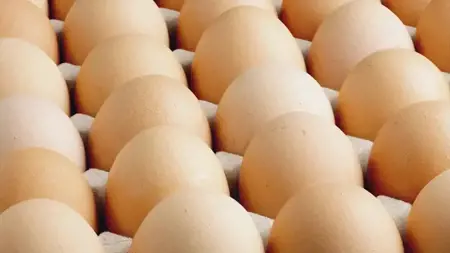 وزارة الزراعة التركية تُعلن عن تغييرات جذرية في بيع وتعبئة البيض