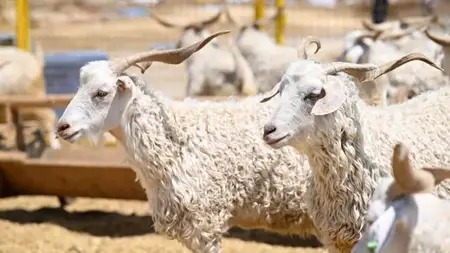 تركيا تعلن تكلفة الأضحية بالوكالة لعام 2025