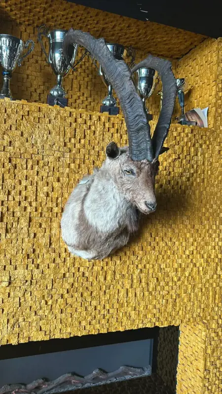 العثور على تمساح ونسر وثعبان في منزل بإسطنبول العثور على تمساح ونسر وثعبان في منزل بإسطنبول