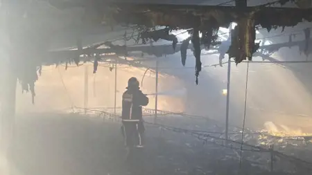 حريق مهول يقتل 10 آلاف دجاجة في سكاريا حريق مهول يقتل 10 آلاف دجاجة في سكاريا