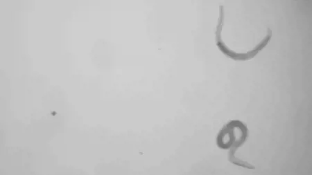 الاحتباس الحراري يوقظ الديدان التي ظلت نائمة منذ 46000 عام الاحتباس الحراري يوقظ الديدان التي ظلت نائمة منذ 46000 عام