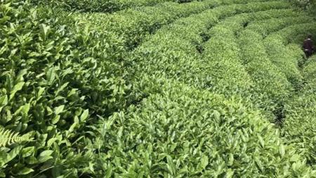 ارتفاع صادرات الشاي التركي بنسبة 26 في المائة