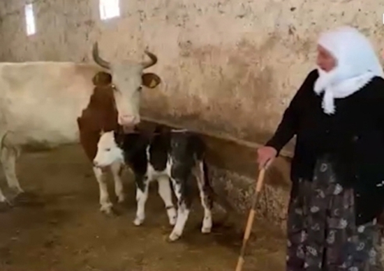 بكلمات مؤثرة.. مُسنة تركية تبيع عجل تمتلكه وتتبرع بثمنه لدعم الشعب الفلسطيني بكلمات مؤثرة.. مُسنة تركية تبيع عجل تمتلكه وتتبرع بثمنه لدعم الشعب الفلسطيني