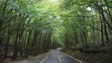 حظر دخول الغابات في إسطنبول خلال الصيف حظر دخول الغابات في إسطنبول خلال الصيف