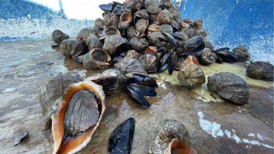 تركيا تجني أكثر من 10 مليون دولار من صادرات حلزون البحر