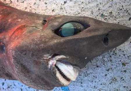 شاهد سمكة قرش مرعبة تحير العلماء قبالة سواحل أستراليا