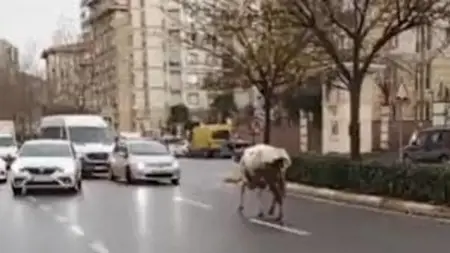 بقرة ضالة تُسبب ارتباكا مروريا في إسطنبول بقرة ضالة تُسبب ارتباكا مروريا في إسطنبول