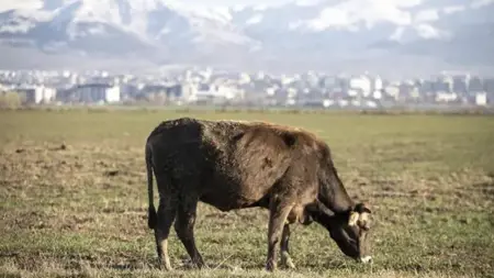 راعي غنم يبيع 25 رأسًا من الماشية دون معرفة أصحابها راعي غنم يبيع 25 رأسًا من الماشية دون معرفة أصحابها