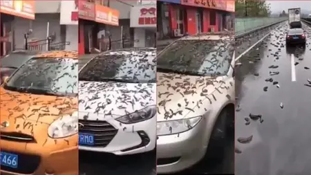  حادثة تثير الرعب في الصين.. "السماء تمطر ديدانا"