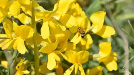 فرض غرامة 245 ألف ليرة لمن يقطف هذه الزهرة في تركيا فرض غرامة 245 ألف ليرة لمن يقطف هذه الزهرة في تركيا