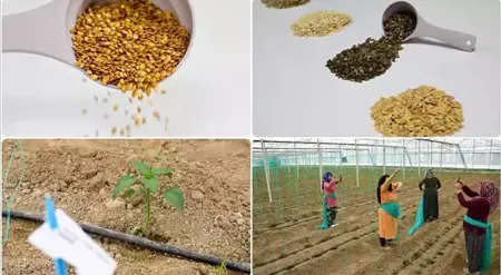 زيادة صادرات قطاع الحبوب في غرب البحر الأبيض المتوسط